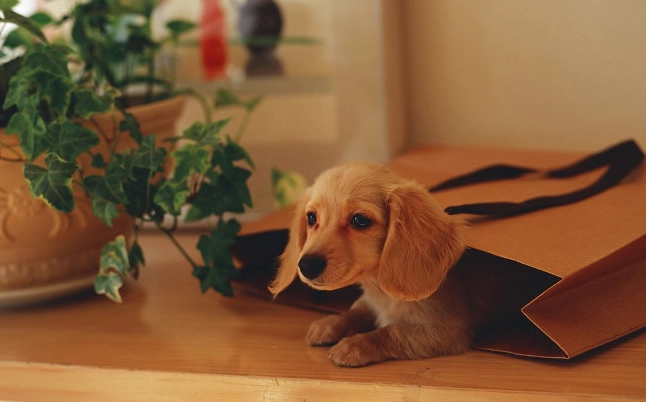 Bộ hình nền chó corgi chân ngắn đáng yêu cho máy tính độ phân giải cao