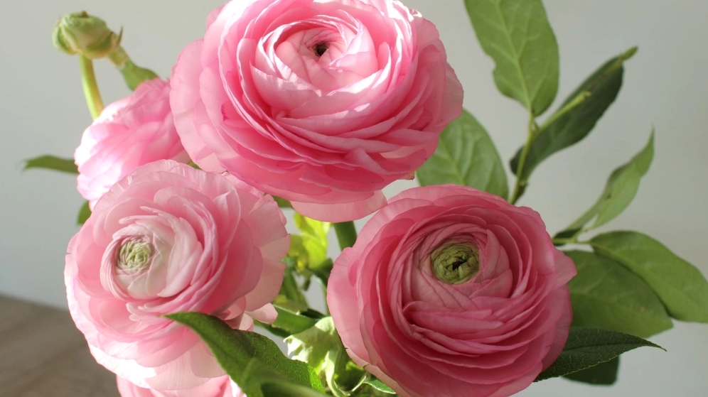 Bộ sưu tập ảnh hoa mao lương chất lượng cao cho bạn dùng làm hình nền