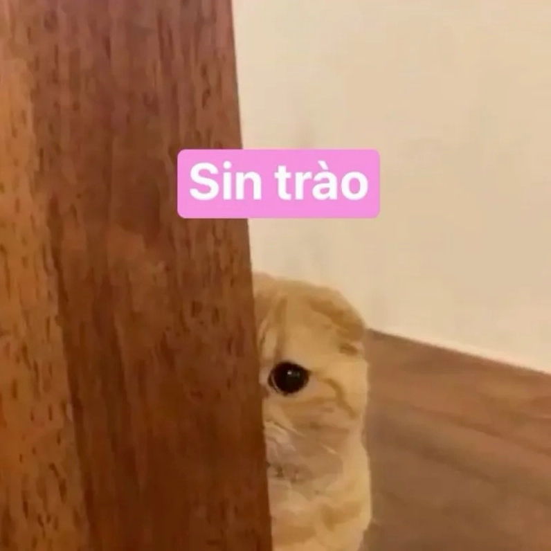 Bộ sưu tập hello meme cute đáng yêu hết nấc