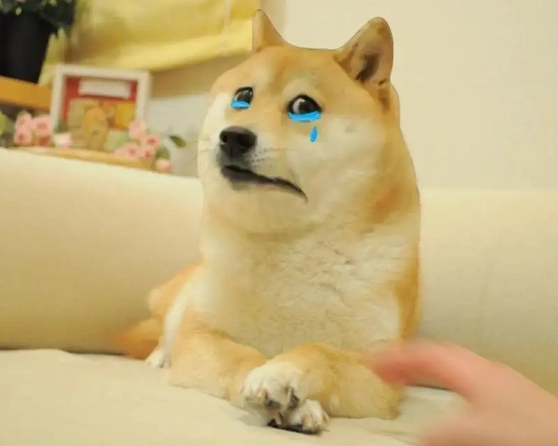 Bộ sưu tập shiba meme vn hài hước khiến bạn cười lăn