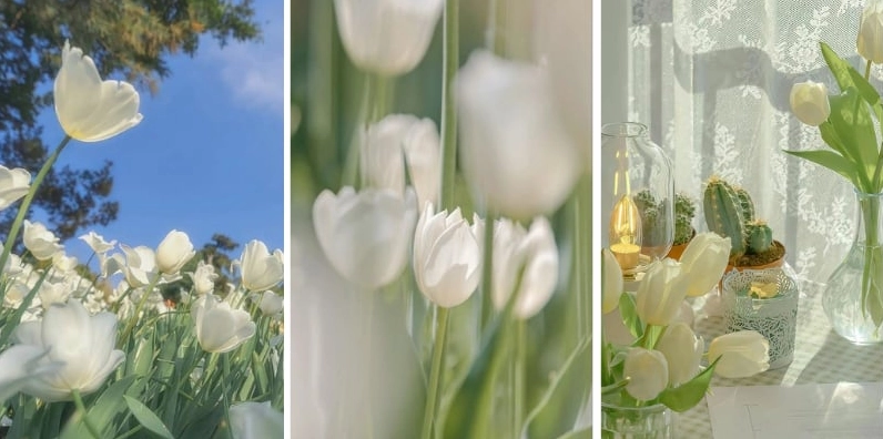 Bức ảnh nền hoa tulip trắng khoe sắc dưới ánh sáng tự nhiên tuyệt đẹp với độ phân giải sắc nét