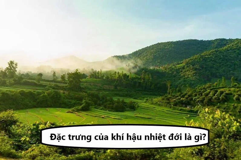 Các đặc trưng cơ bản và sự phân loại của đới khí hậu nhiệt đới