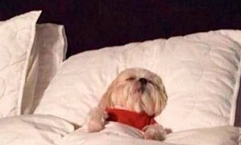 Các lưu ý sử dụng meme chúc ngủ ngon