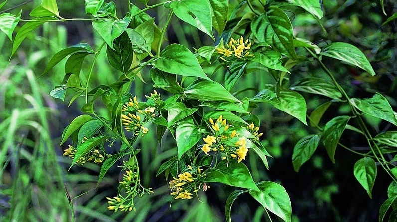 Cách nhận biết cây lá ngón trong tự nhiên