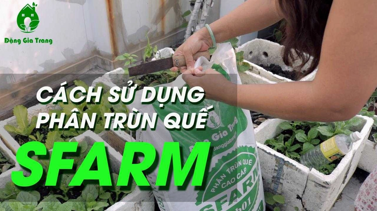 Cách sử dụng phân trùn quế sfarm để bổ sung dinh dưỡng cho cây trồng