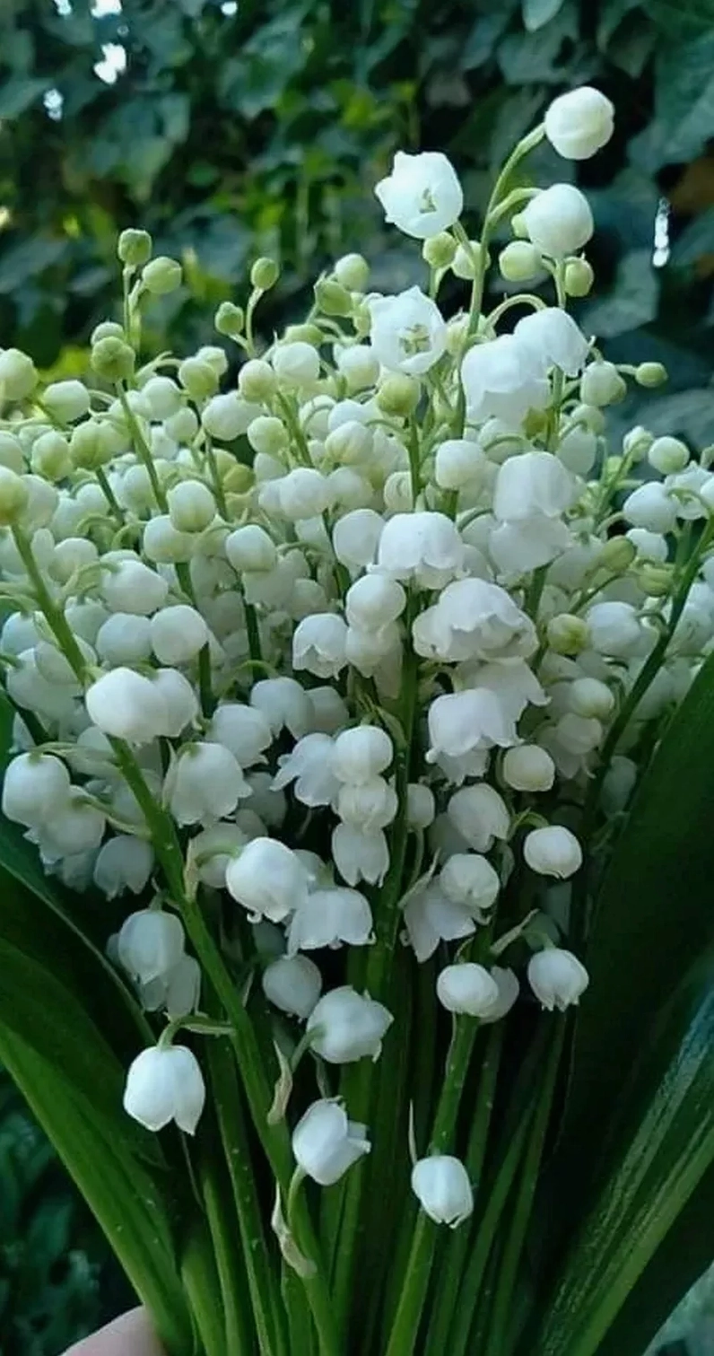 Cài đặt ngay hình nền hoa linh lan số mười để đổi mới không gian làm việc của bạn