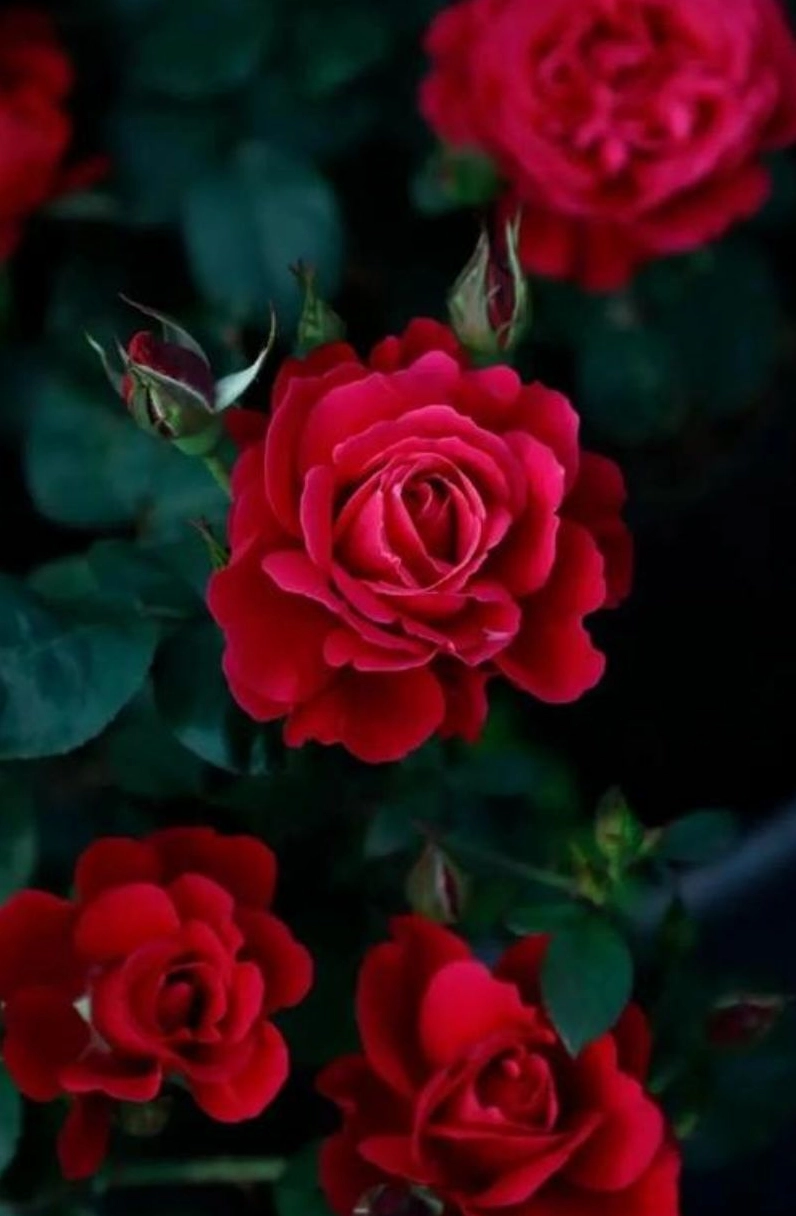 Cận cảnh hình nền hoa hồng đỏ tuyệt đẹp với những giọt sương mai lấp lánh