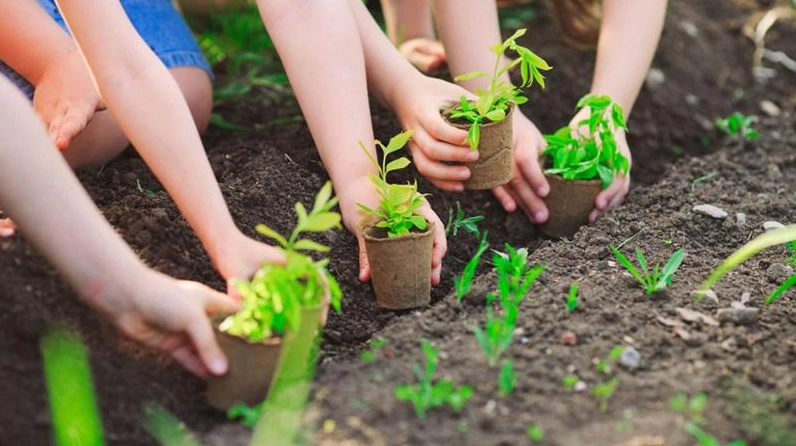 Cần tăng diện tích cây xanh để hấp thụ CO2 và sản xuất oxy cho Trái Đất