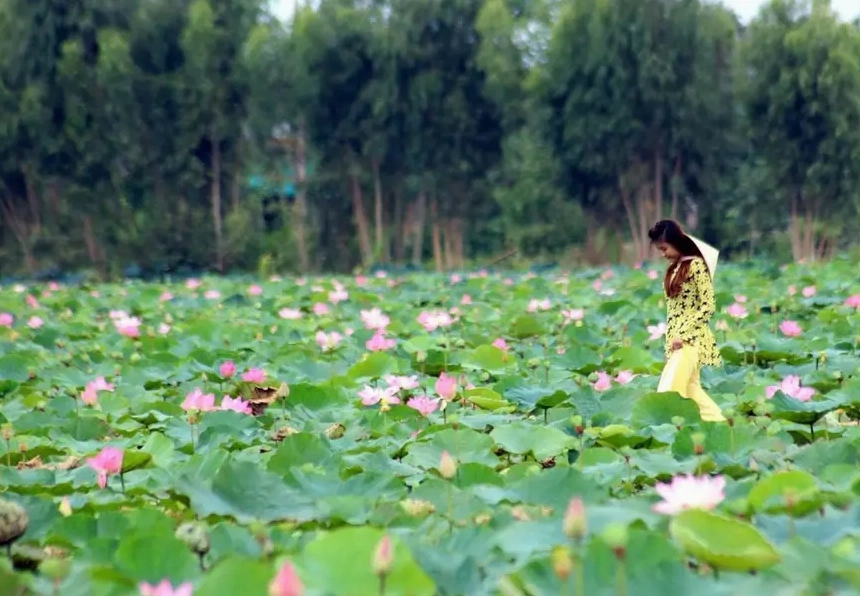 Cảnh sắc thiên nhiên mùa sen nở rộ quanh khu vực đền chùa mang lại sự bình yên vô ngần