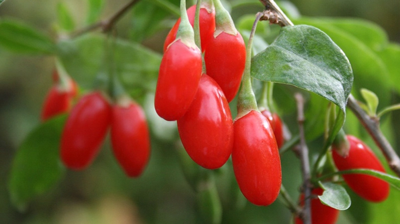 Câu kỷ tử là quả của cây kỷ tử có tên khoa học là Lycium barbarum L