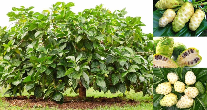 Cây nhàu phát triển tốt ở vùng khí hậu nhiệt đới và ôn đới