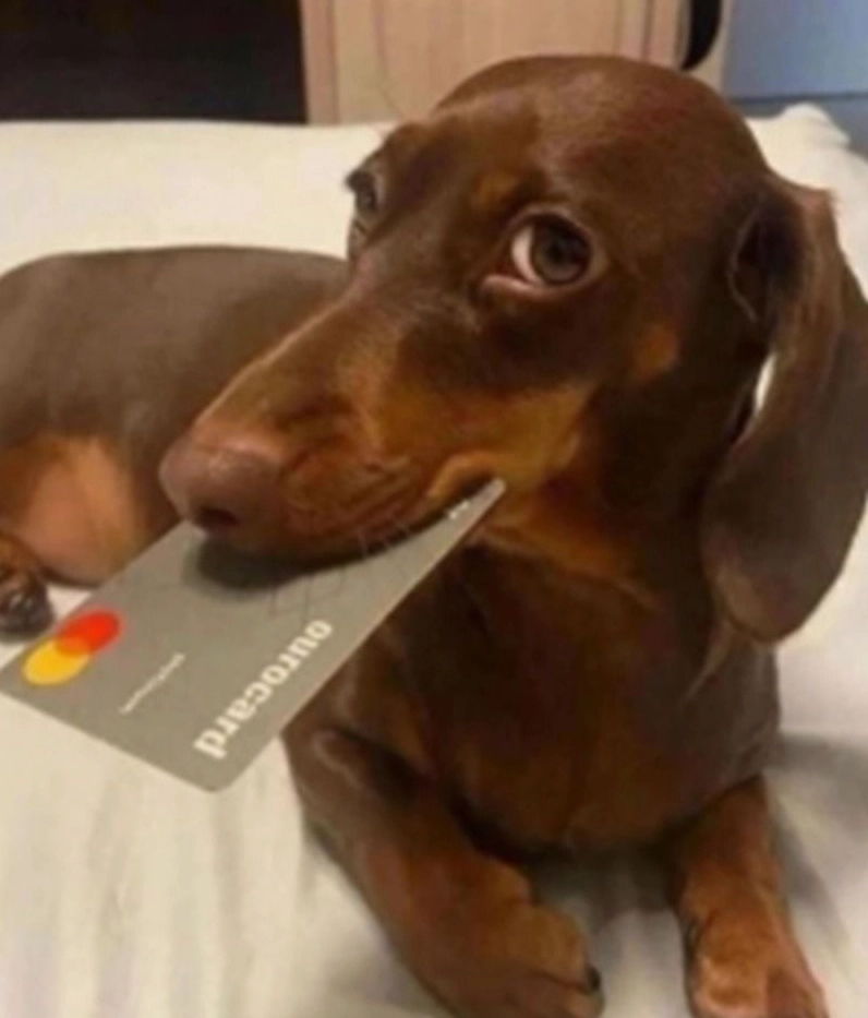 Chó cưng đang nhe nanh đe dọa nhưng rất tấu hài