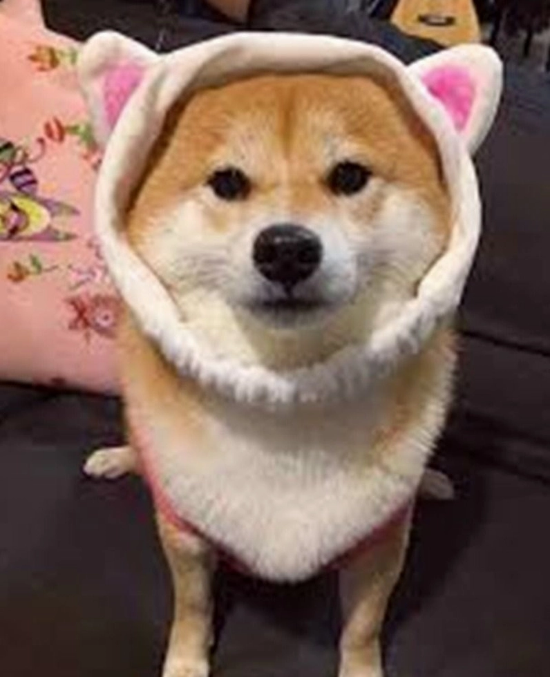 Chó cute đang thè lưỡi trêu chọc