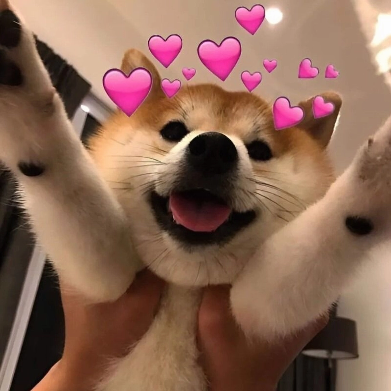 chó mèo tình yêu