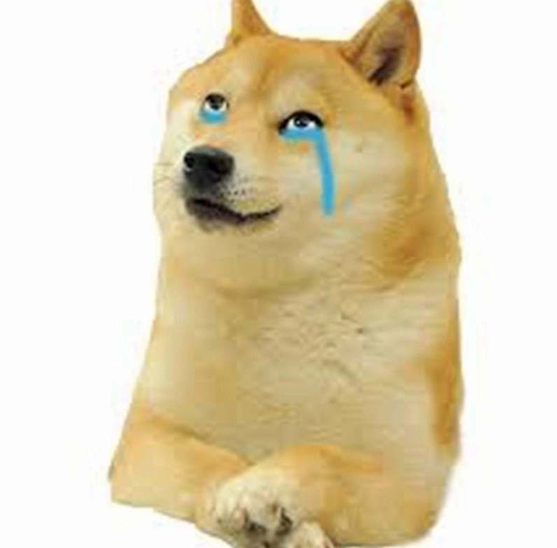 Chó mếu máo đòi ăn