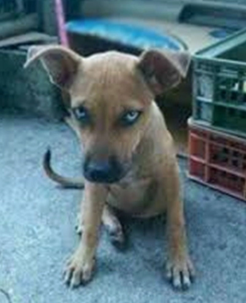 Chú chó gật gù ra vẻ hiểu biết