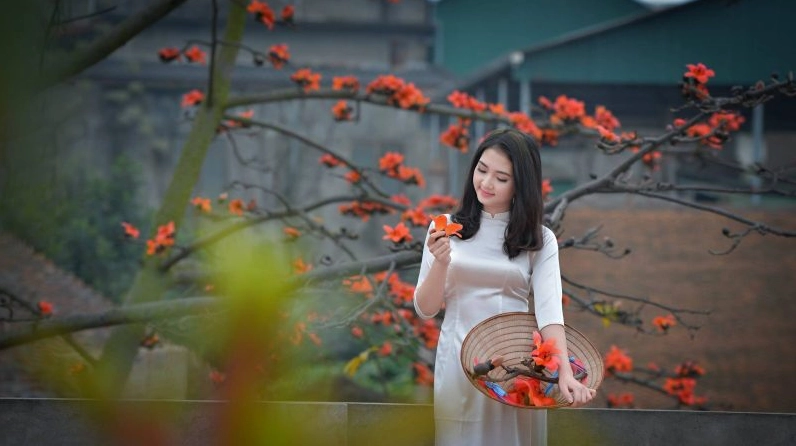 Cô gái diện trang phục truyền thống tạo dáng bên nhánh hoa gạo đỏ rực