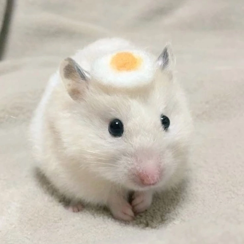 Coi mà cười banh nhà với loạt nhộn hài meme chuột hamster