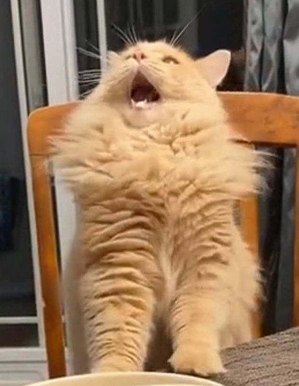 Combo hình ảnh meme há miệng cho mọi cảm xúc