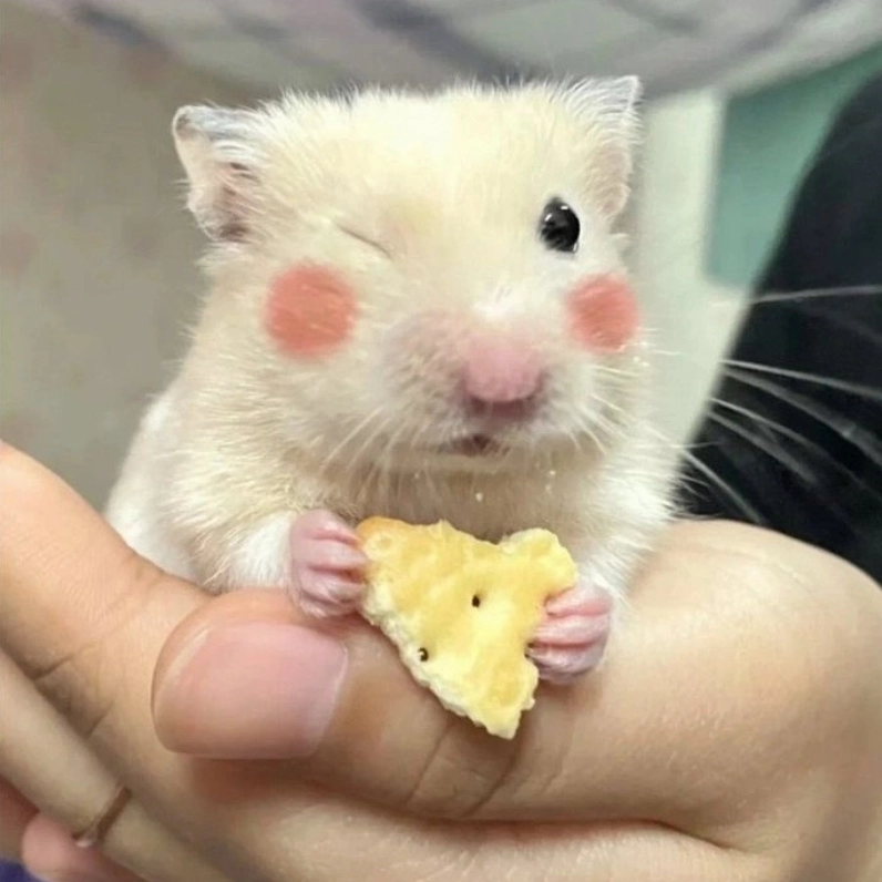 Combo meme chuột hamster hài cho ngày chán đời