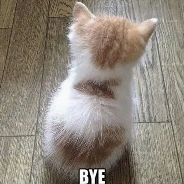 Cưng muốn xỉu với loạt bye bye cute viral mạng xã hội