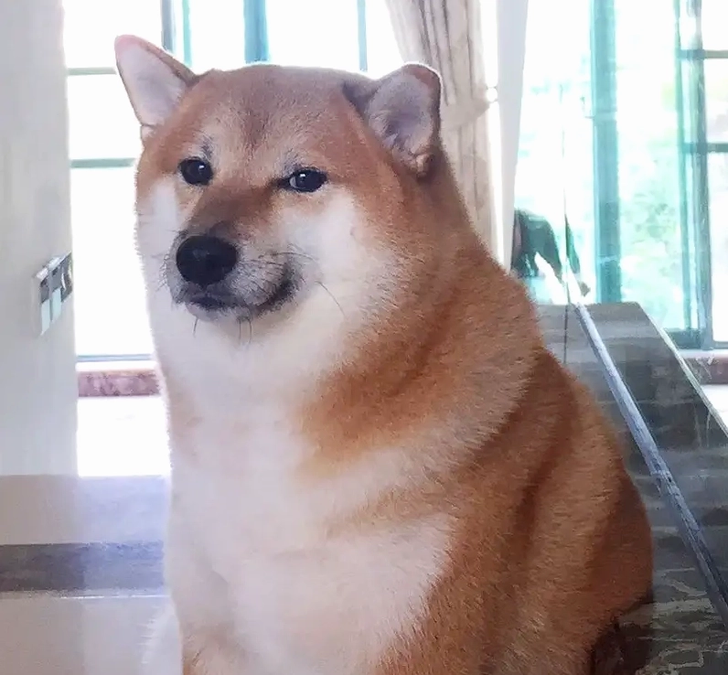 Cười thả ga cùng hình ảnh chó shiba meme dễ thương