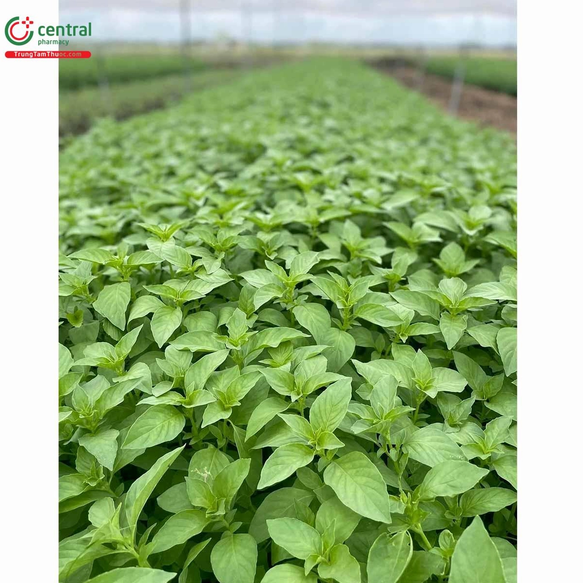 Đặc điểm nhận dạng lá é trắng