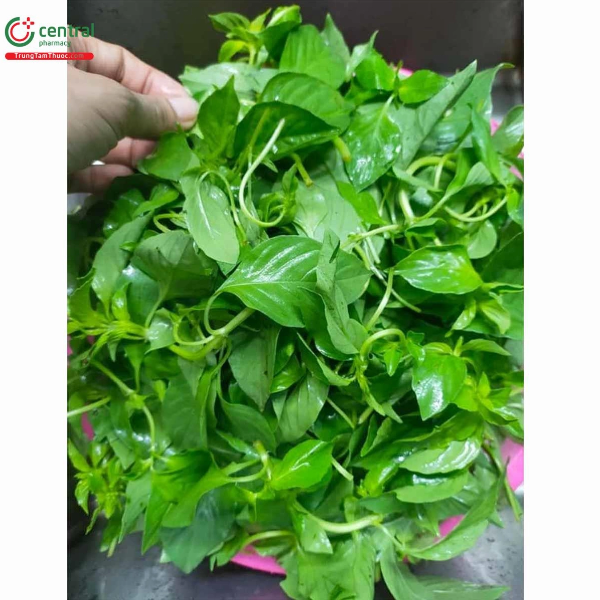 Đặc điểm phân bố sinh thái của cây lá é