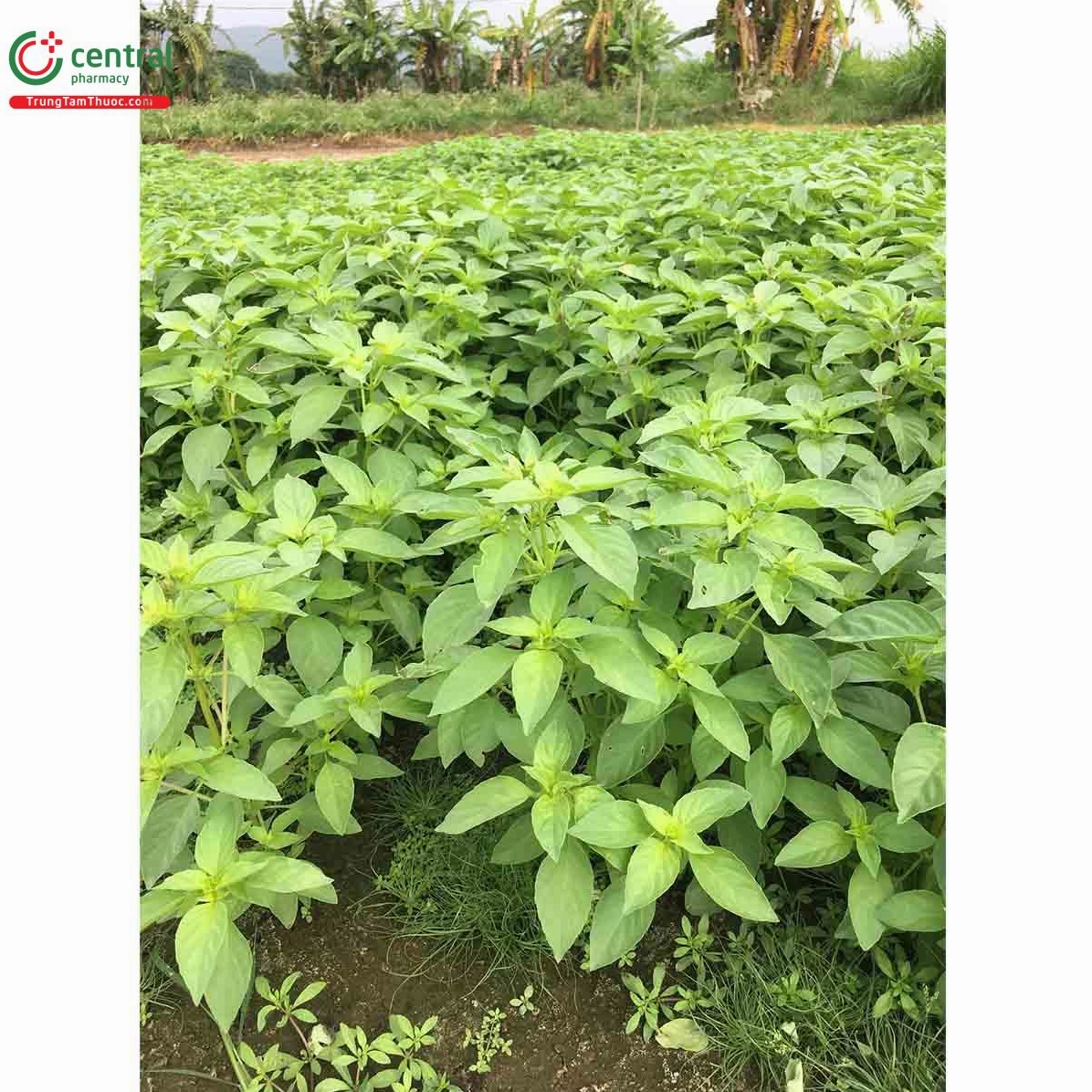 Đặc điểm thực vật chi tiết của cây lá é