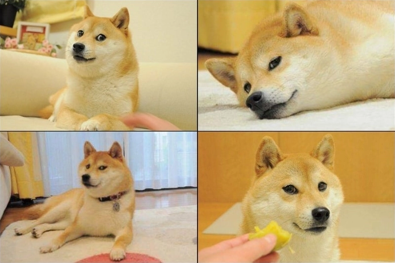 đáng yêu vô tri chú chó vui nhộn