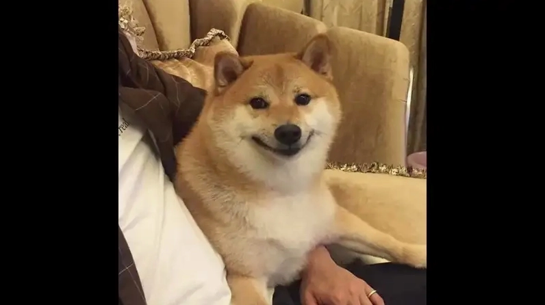 Đặt ngay hình nền chó shiba meme cho điện thoại cực ngầu
