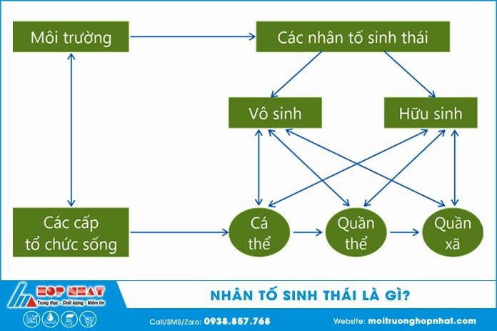 Định nghĩa nhân tố sinh thái là gì trong sinh học