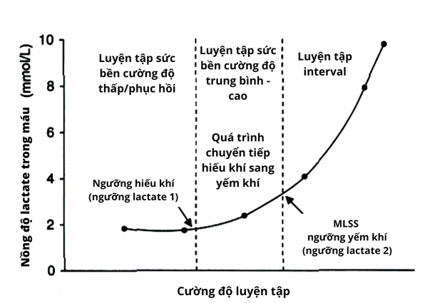 Đồ thị minh họa các khái niệm về ngưỡng lactate và sự chuyển giao năng lượng