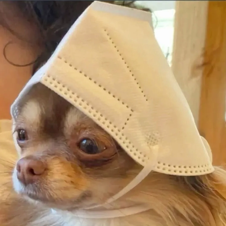 Đôi khi nhục cũng trở nên hài hước qua meme đội quần siêu sáng tạo này