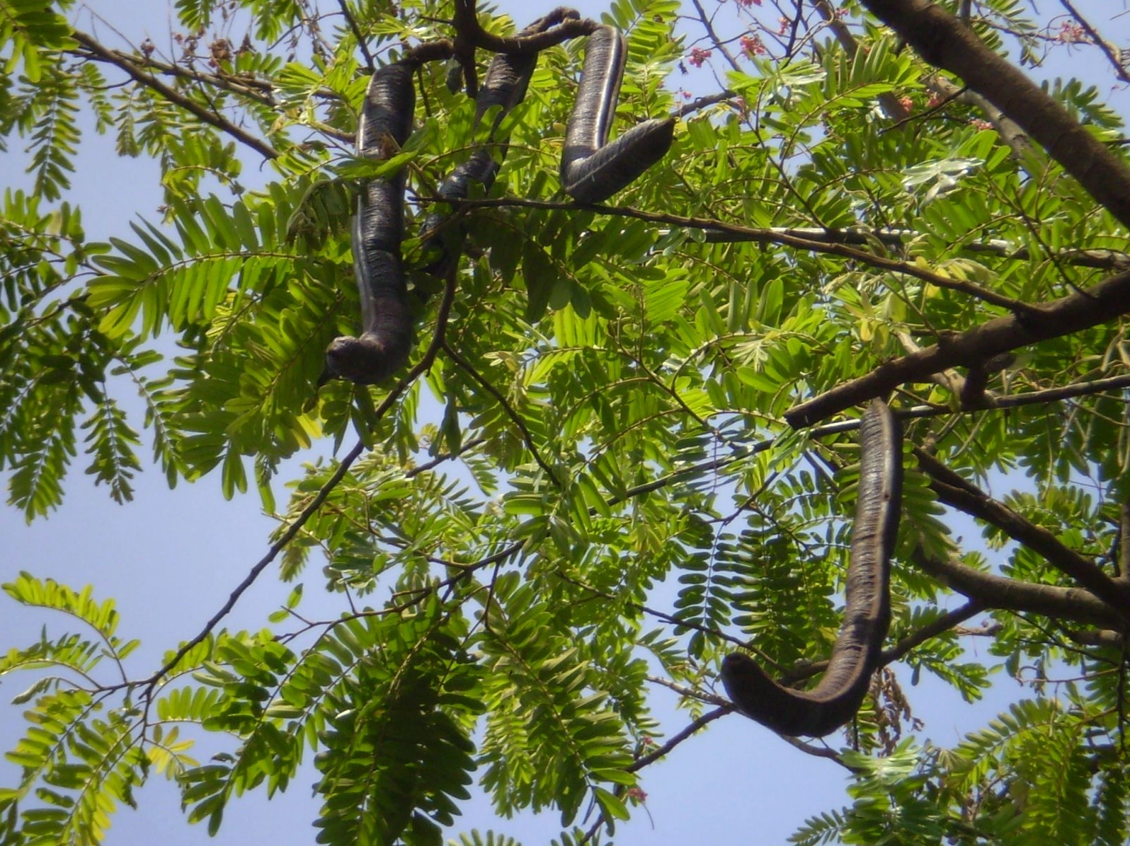 Dược liệu ô môi dùng trong y học