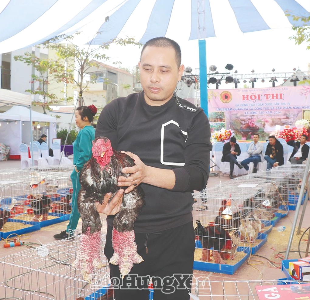Gà Đông Tảo được người chăn nuôi chăm sóc chu đáo