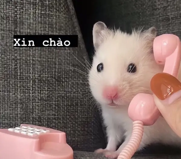 Gây cười cực mạnh với hello meme funny mới nhất