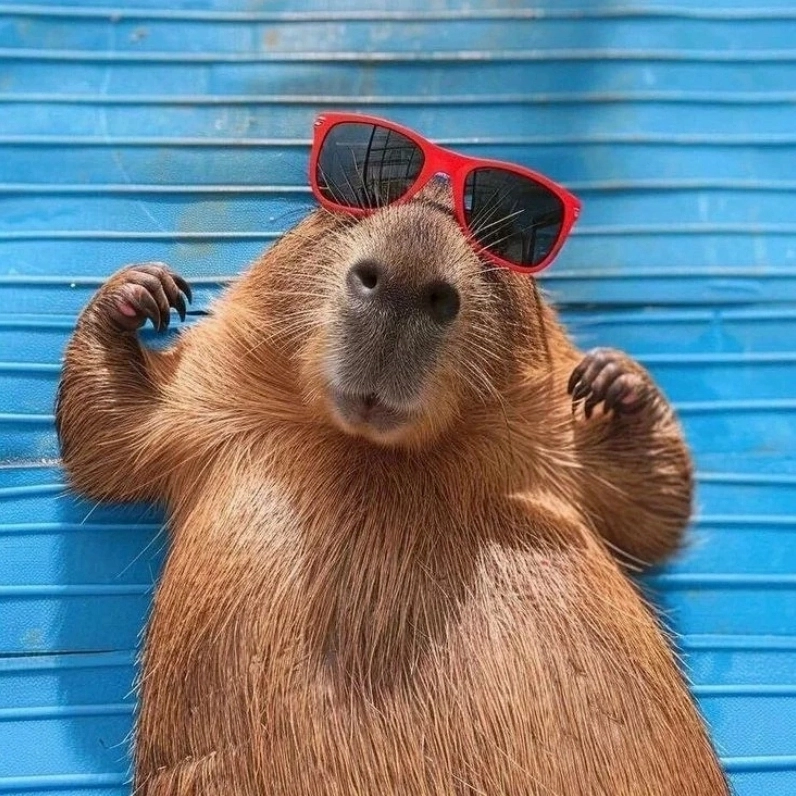 Giao diện mới của capybara chuột lang nước meme gây sốt