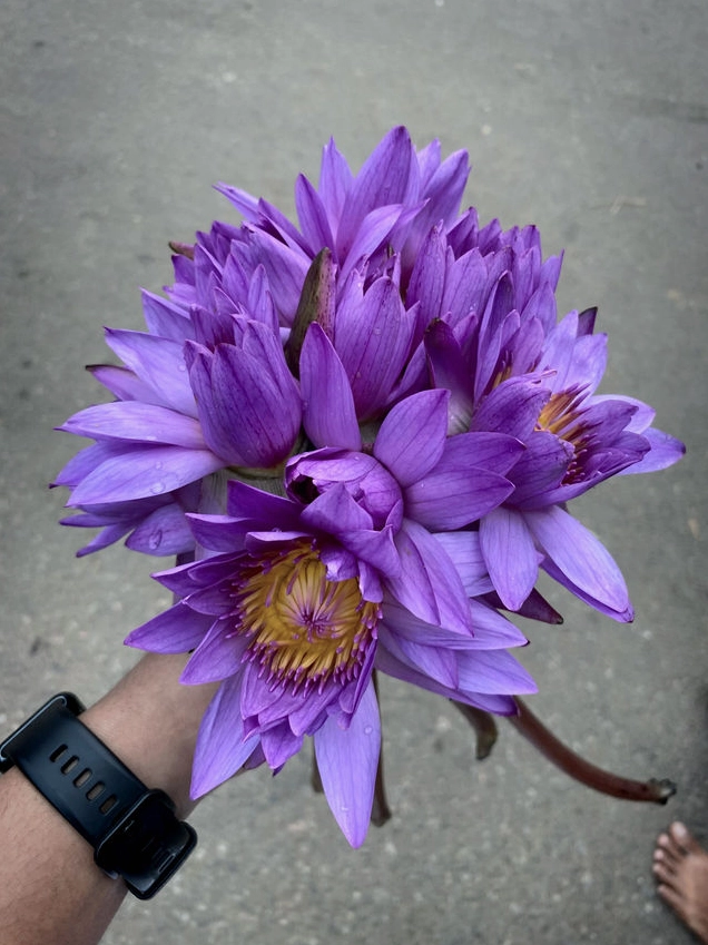 Góc nhìn chi tiết về nét chạm trổ tinh xảo trên những bức tường tại Chùa Kelaniya Raja