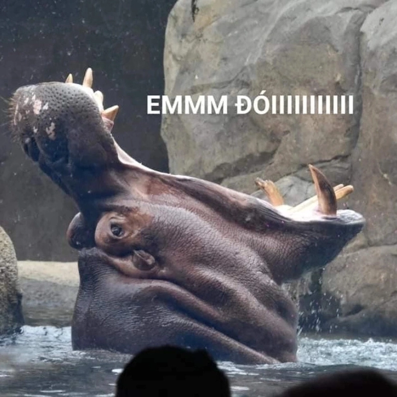 Hà mã há mồm meme mang đến những pha hài hước cực kỳ dễ thương và bất ngờ