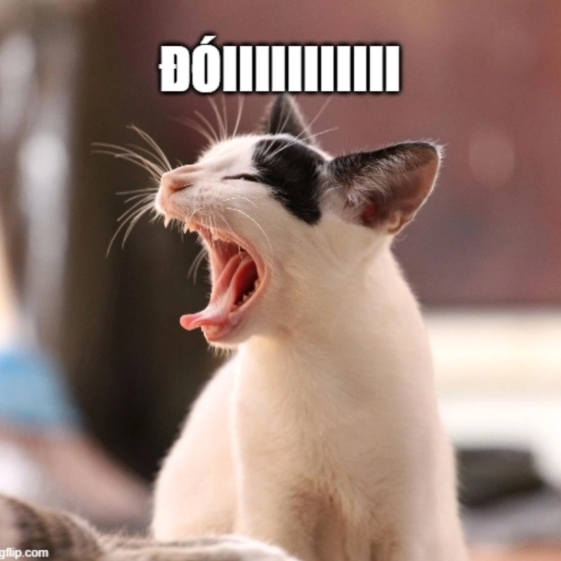 Há mồm ảnh chế meme mèo bựa mang lại tiếng cười sảng khoái và dễ thương