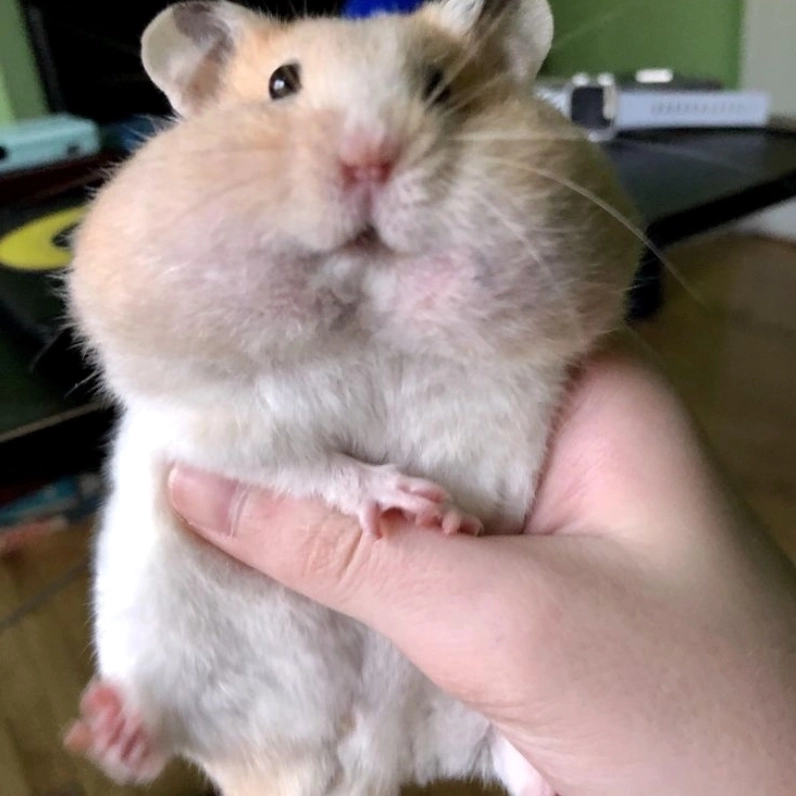 Hét vào mặt drama với meme con chuột hét siêu gắt