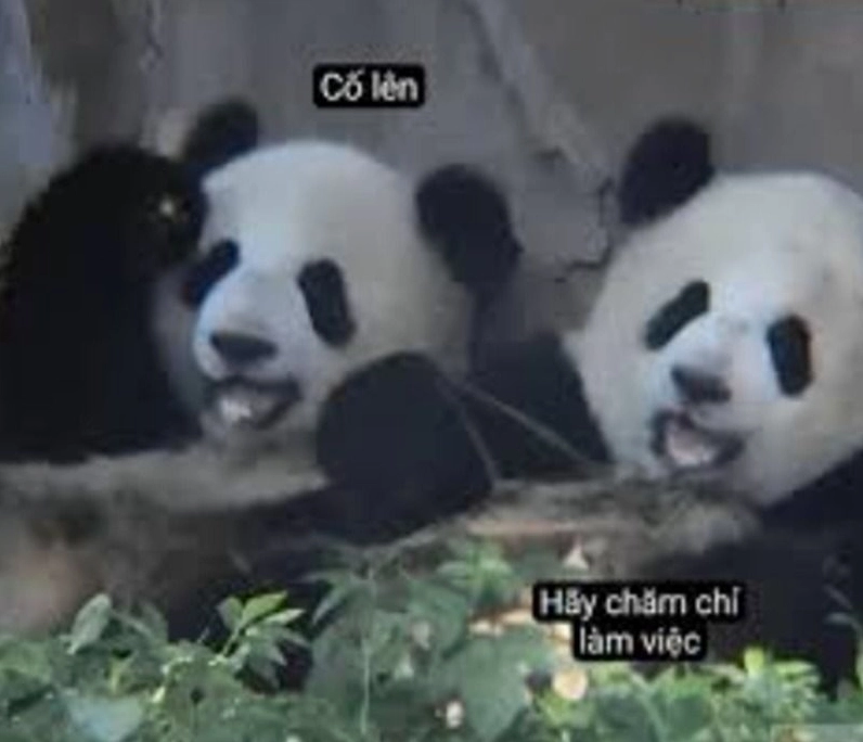 Hình ảnh cố lên meme con gấu trúc