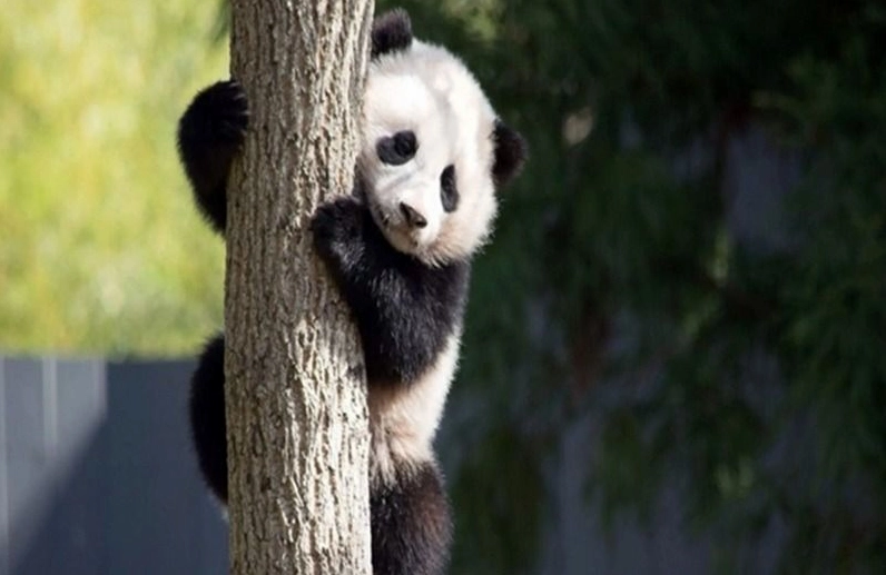 Hình ảnh cố lên meme con gấu trúc