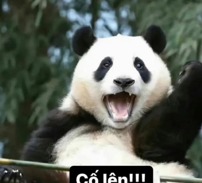 Hình ảnh cố lên meme con gấu trúc