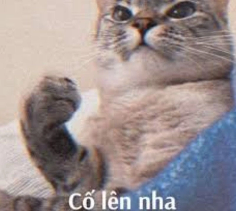 Hình ảnh cố lên meme con mèo