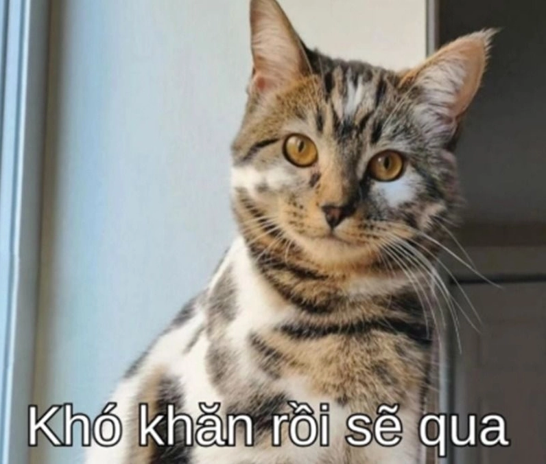 Hình ảnh cố lên meme con mèo