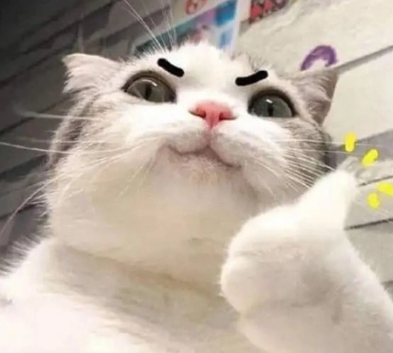 Hình ảnh cố lên meme con mèo