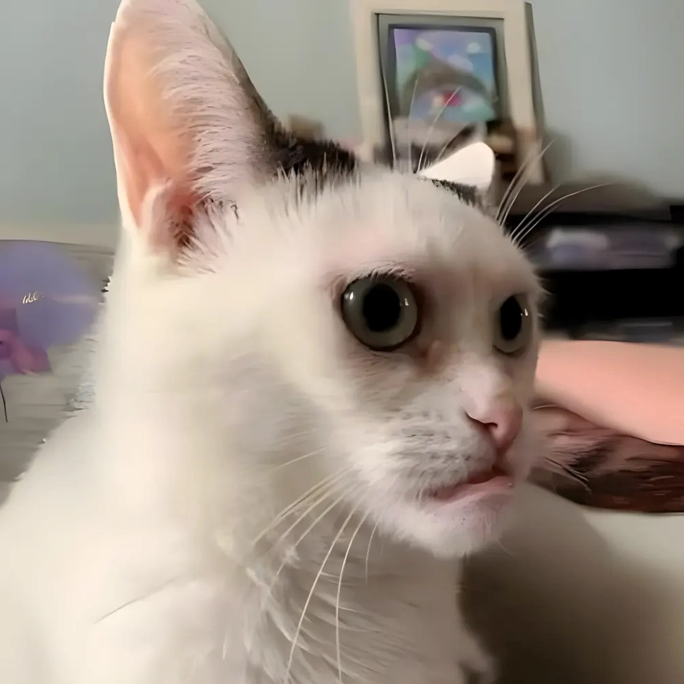 Hình ảnh con mèo ngầu meme