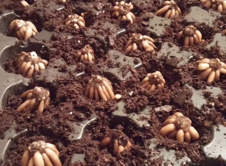 Hình ảnh củ hoa mao lương độc đáo và mới lạ